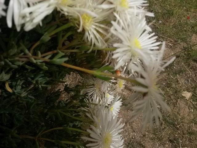 Aizoaceae: cfr. Delospermum sp.